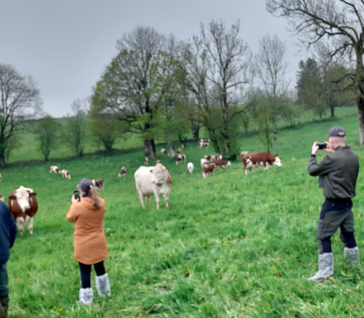 ProcrossCows's tweet image. Last week our #ProCROSS partners in Sweden Växa Sverige 📷 &amp;amp; Finland Faba osk 📷   were with us in France 📷 to visit Umotest &amp;amp; Coopex Montbéliarde offices !
Also on the 2 days program, 4 Montbeliarde farms visits📷
Thanks to them for their warm welcome ! 📷 #montbeliarde
