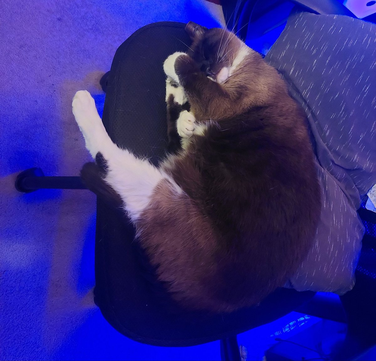 MinaTCat's tweet photo. Mina (leggy) https://t.co/JkKffwjkOk