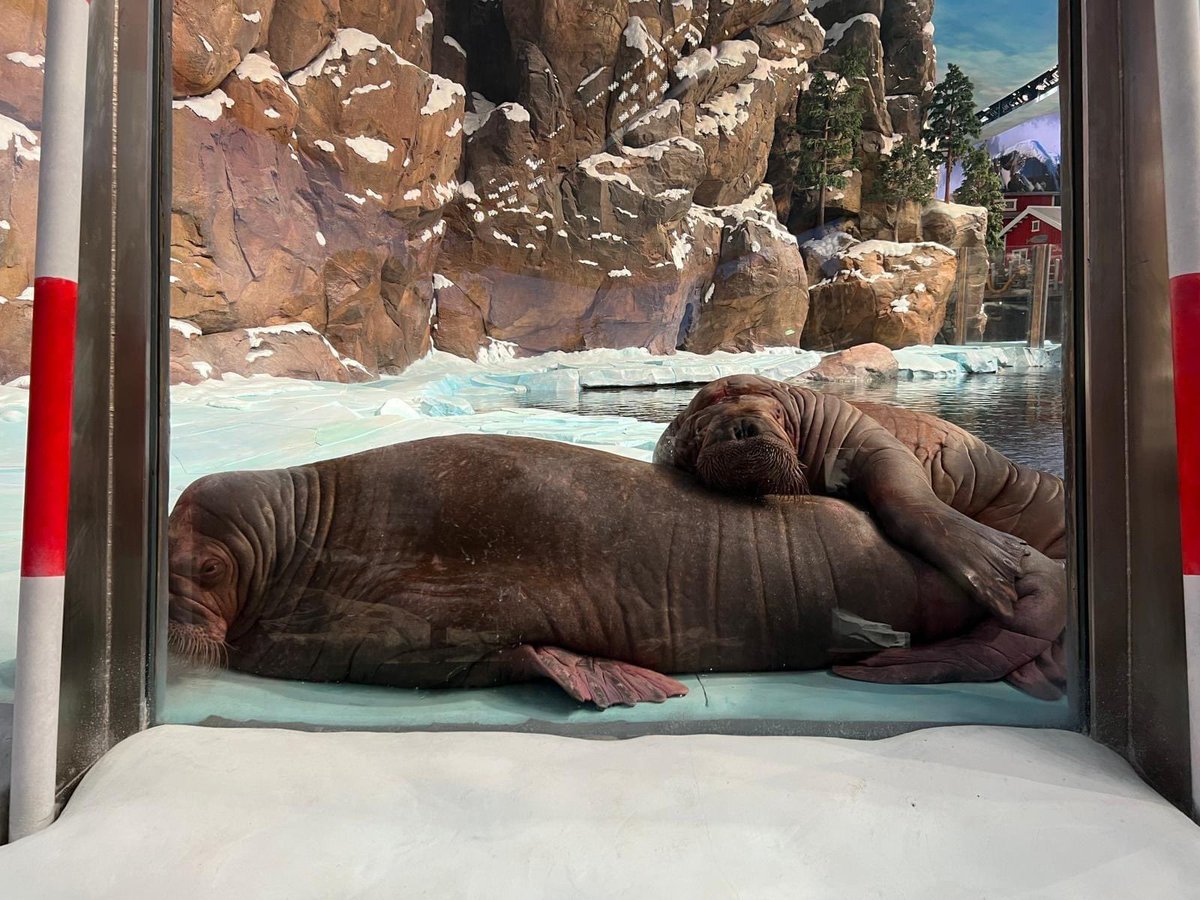 BREAKING: Recent photos of Smooshi the walrus and her calf Koyuk show that they are living together and inseparable. This is a dream come true. Thank you to everyone who relentlessly supported me in this impossible endevour. 📷 Credit ThemeParkX
