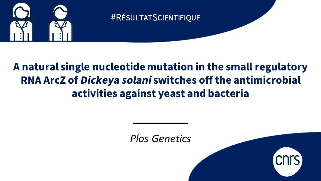 #ResultatScientifique 🔎| Découvrez la dernière publication de Géraldine Effantin, ingénieure d'études <a href="/CNRS/">CNRS 🌍</a> au sein du laboratoire Microbiologie, adaptation et pathogénie. 

🤝 <a href="/CNRS_dr07/">CNRS Rhône Auvergne</a> <a href="/MAP_UMR5240/">Laboratoire MAP (CNRS INSA UMR5240)</a> 
📕 <a href="/PLOSGenetics/">PLOS Genetics</a> | buff.ly/45mbROG