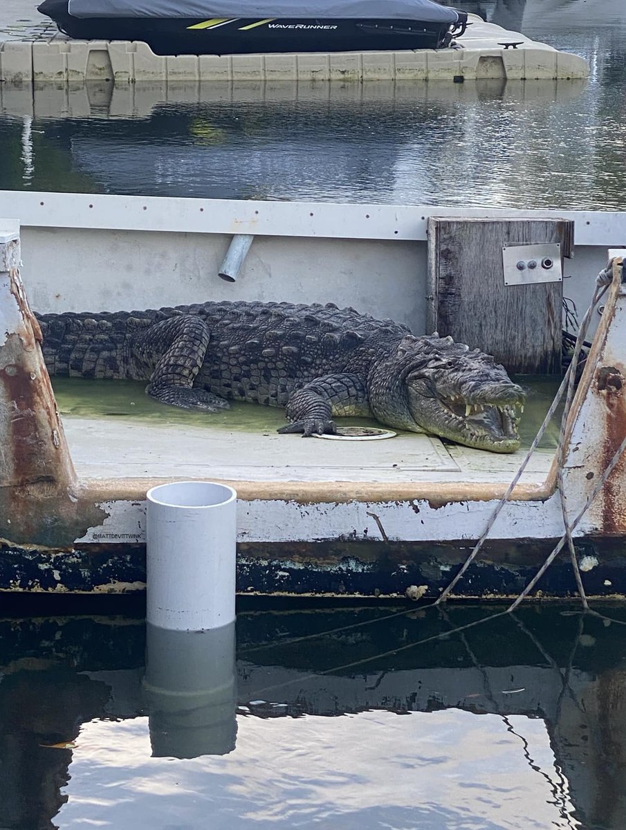 Gators Daily 🐊 tweet media