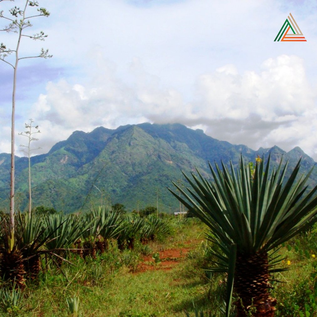 Our journey started in Tanzania where our founder, John, learned about the remarkable qualities of the sisal plant (the big pineapple looking things in the picture).

#innovation #africa #scotland #insulation #circulareconomy #recycle #naturalfibres #plant #naturalbuilding