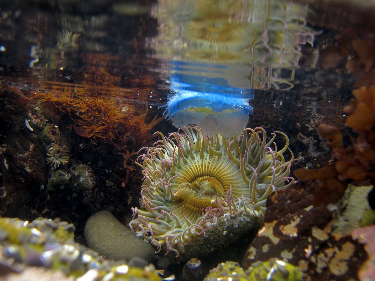 At Fitzgerald Marine Reserve, Park Ranger &amp; Photographer Rob Cala captured a by-the-wind sailor (Velella velella) floating past a sunburst anemone. One of his tips for outdoor photography is to use a diffused flash to bring out natural colors. #NationalPhotographyMonth #SMCParks