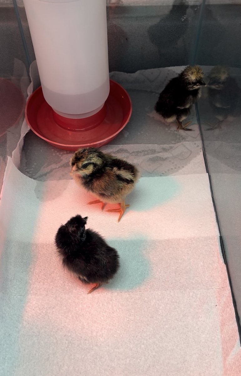 Lots going on around Wilson this week:
Ethan received an honorable mention art award from MTSU. Mrs. L Davis and Mrs. Prewitt were celebrated for their 20 years of service at WES and their retirement. Mrs. Steagall’s eggs are hatching just in time for Summer!