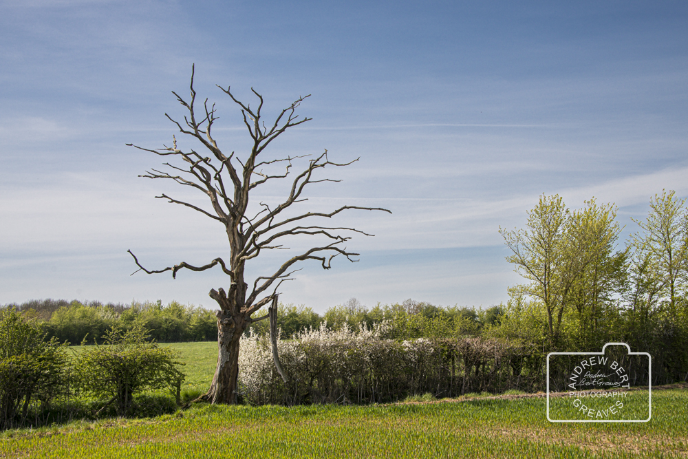 ABGreavesphoto's tweet photo. #TreeTuesday #TuesdayTree #tree #Nikon #trees #naturalworld #nature #treephotography #bluesky #landscapephotography #treesareawesome #wiltshire #wiltshirelandscape #photography #art #visualart #england #wiltshirephotographer #snag https://t.co/BJgZrwec5w