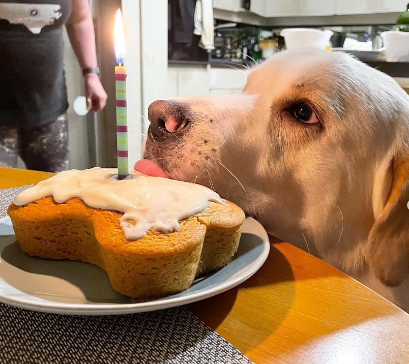 🥳🐾 Happy 1st Birthday to our sweetest pup, Duke! 🎂🎉 Time flies when you're having fun with this fur baby. We're grateful for all the joy and love he's brought into our lives. 

Here's to many more years of wagging tails and slobbery kisses! 🐶💕

#puppycakellc #cakefordogs