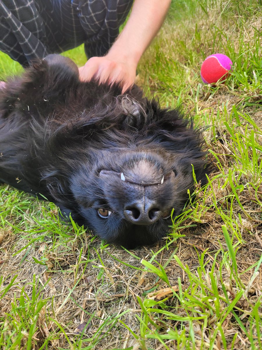 Deaa_Lunaa's tweet photo. Meet Penny, our Romanian rescue dog ❤️🥺 https://t.co/Tu7qIFeaf9
