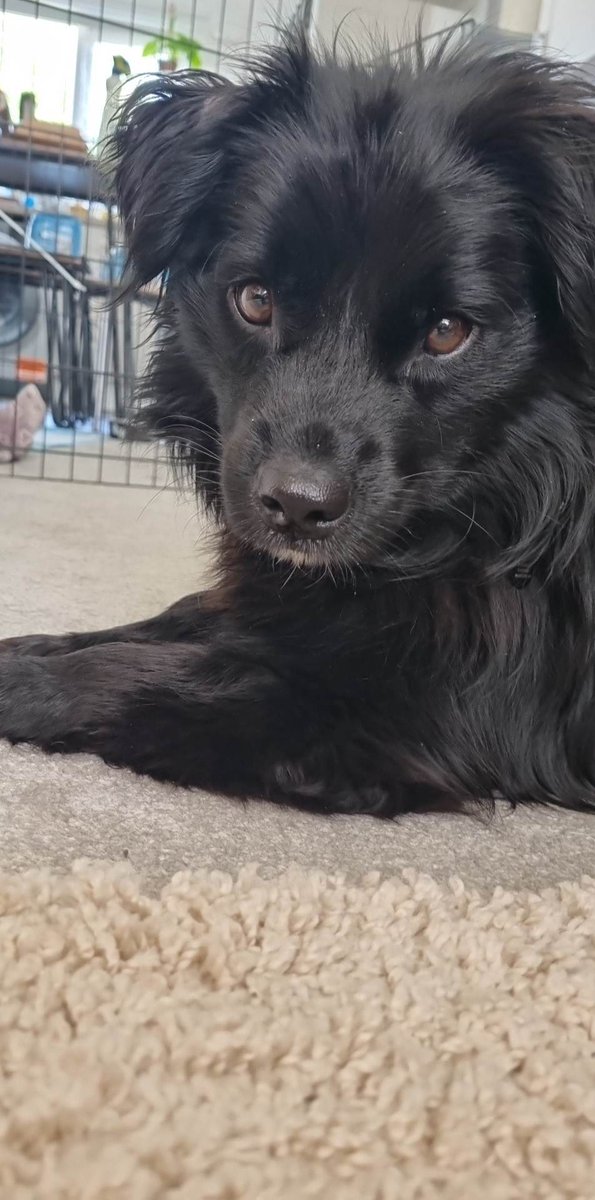 Deaa_Lunaa's tweet photo. Meet Penny, our Romanian rescue dog ❤️🥺 https://t.co/Tu7qIFeaf9