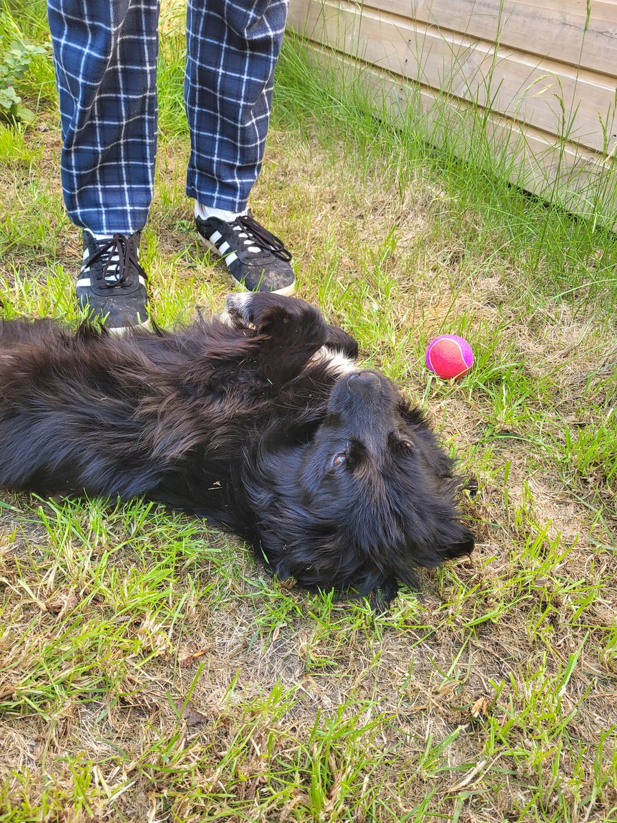 Meet Penny, our Romanian rescue dog ❤️🥺