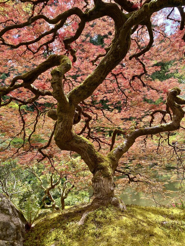 KSPNature's tweet photo. Majestic Japanese maple - Portland, Oregon (3024x4032)(OC)

📸: Alaric_Darconville https://t.co/bfbgxIX1yP