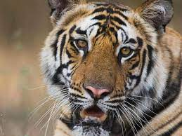 ZooAlumni's tweet photo. @ZooOUcup Dentro de los cordados encontramos al tigre , el felino más grande del mundo y el 3 carnívoro más grande del planeta. Los tigres pueden alcanzar saltos de hasta 6 metros de distancia. Las rallas de los tigres son como nuestras huellas digitales. https://t.co/bOko2ovgkT