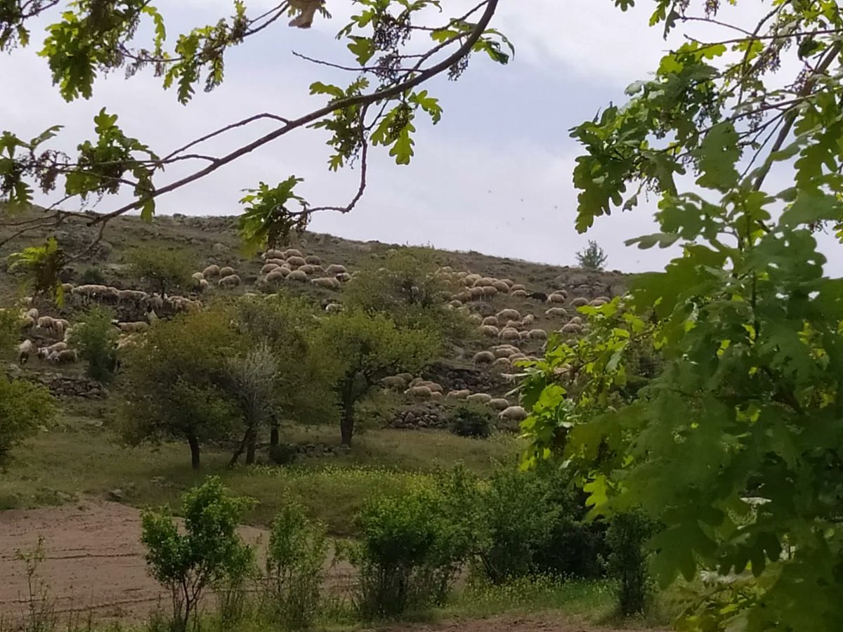 kayseritarimorm's tweet image. Teknik ekiplerimizce 4342 sayılı #MeraKanunu kapsamında #tespit #tahdit #tahsis çalışmalarımız devam etmektedir.
@VahitKirisci @gokmen_cicek_ @MstafaSahin44 @TCTarim @kayserivaliligi