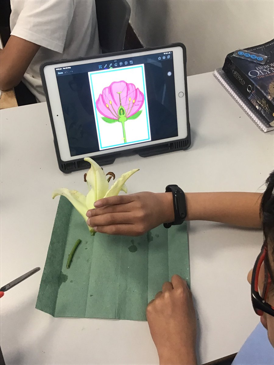 Reproduction in plants.

Reviewing KS1 learning! <a href="/MrsYew22/">Mrs Yew</a> <a href="/Ks1Shaw/">RobertShawKS1</a> <a href="/MrsAmoabil/">N-amoabil</a>