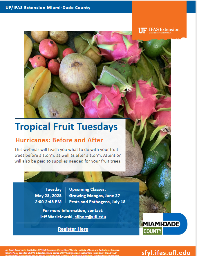 As #hurricane season approaches, Commercial Tropical Fruit Extension Agent, @sflhort wants you to know how to prepare your tropical fruit trees. Register for his webinar this afternoon: ufl.zoom.us/meeting/regist…. #TropicalFruitTuesday