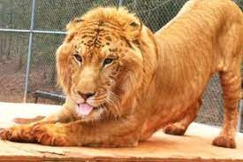 ZooAlumni's tweet photo. @ZooOUcup Además hay varios casos de tigres apareados con leones a lo que se llaman los ligres . Su rugido puede alcanzar los 3 km de distancia https://t.co/BOB1cptgq1