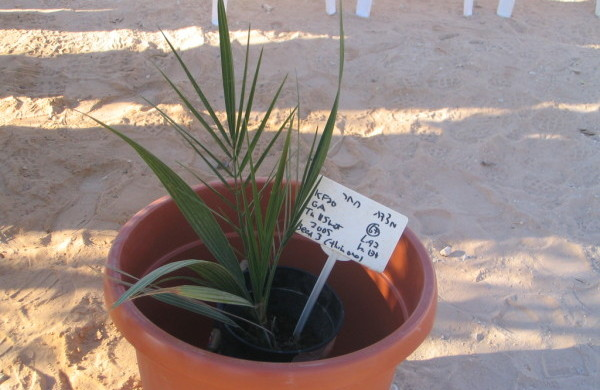 Archaeologists found a 2,000 year-old jar of Judean date palm seeds, a tree which has been extinct since 500 AD. They planted them and they GREW!
#extinction #nature #growing #PlantIdentification  #MHHSBD