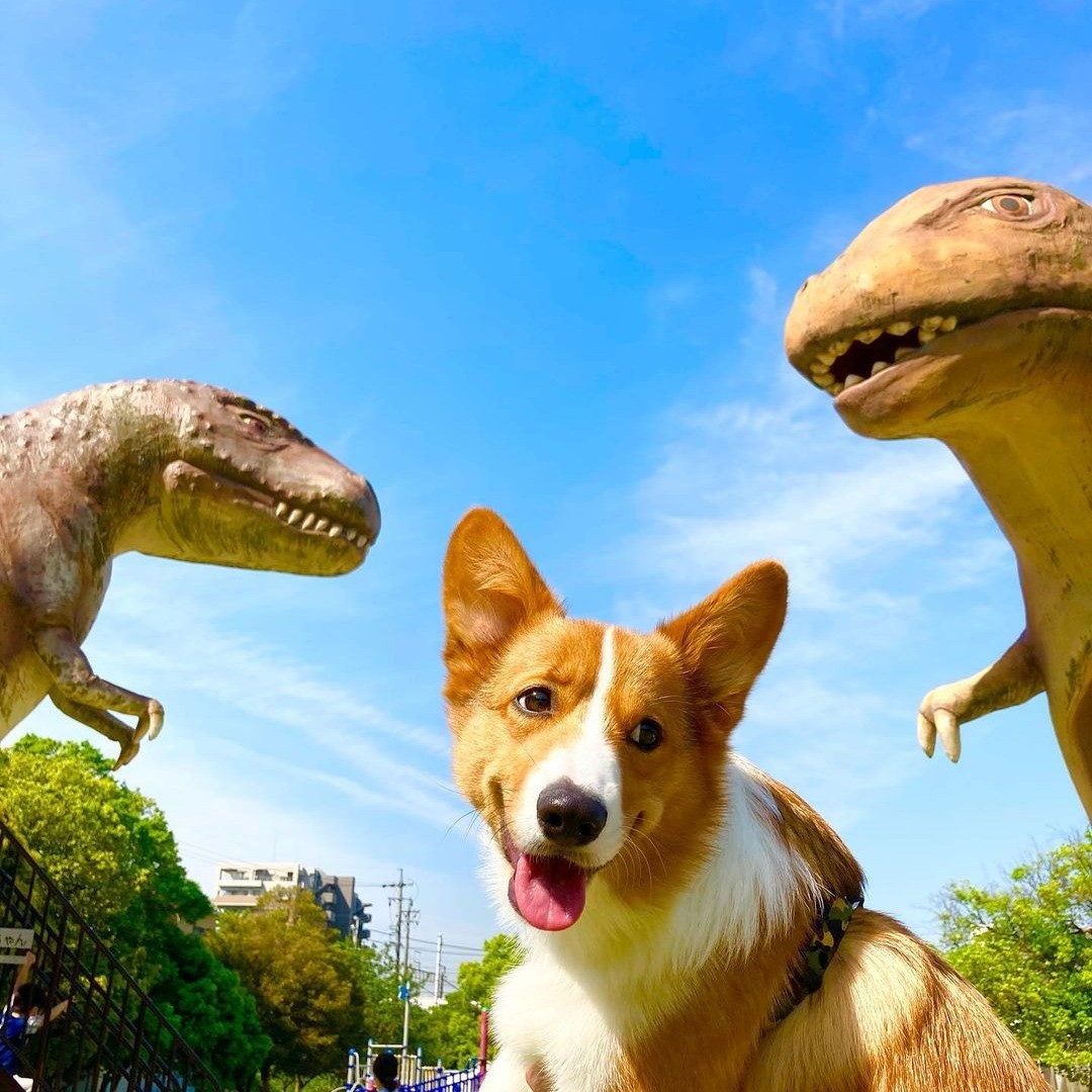 Dinosaur VS Corgi Fight Time🤣
#CorgiSwarm #corgi #corgis #corgipuppy #corgisftw #corgisrule #corgismile #corgisgonnacorg #corgination #corgilove #corgicommunity #corgilife #corgiaddict #corgiplanet #corgiworld #corgibutt #corgilover #corgilovers #corgifeed