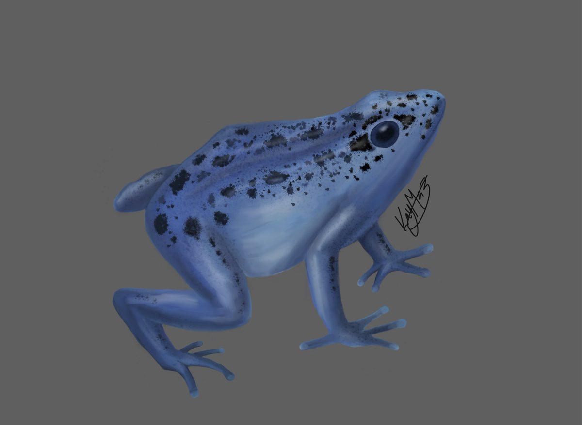 Kaymstudios's tweet photo. did this for a school assignment 👍🏻👍🏻 #art #digitalart #frogs https://t.co/DsnAkwQuQ1