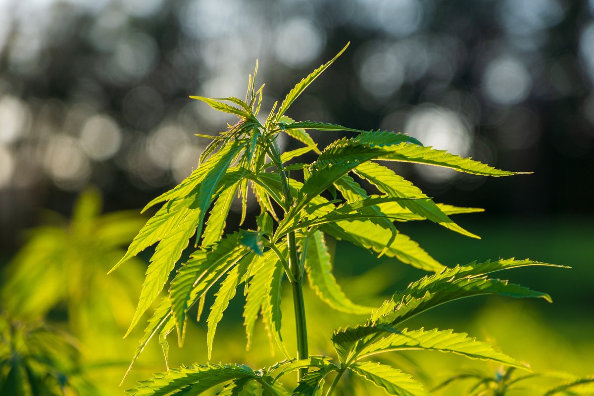 TwinBirchUSA's tweet photo. Hemp is an incredible crop. Here's why we use it:

• Uses less land &amp; water than cotton, while producing more fiber per acre.
• Absorbs up to 6 tons of CO2 from the air in a single growing seasons as it grows.
• Returns 60-70% of the nutrients it takes from the soil.
(Thread) https://t.co/iLPzxB2X2C