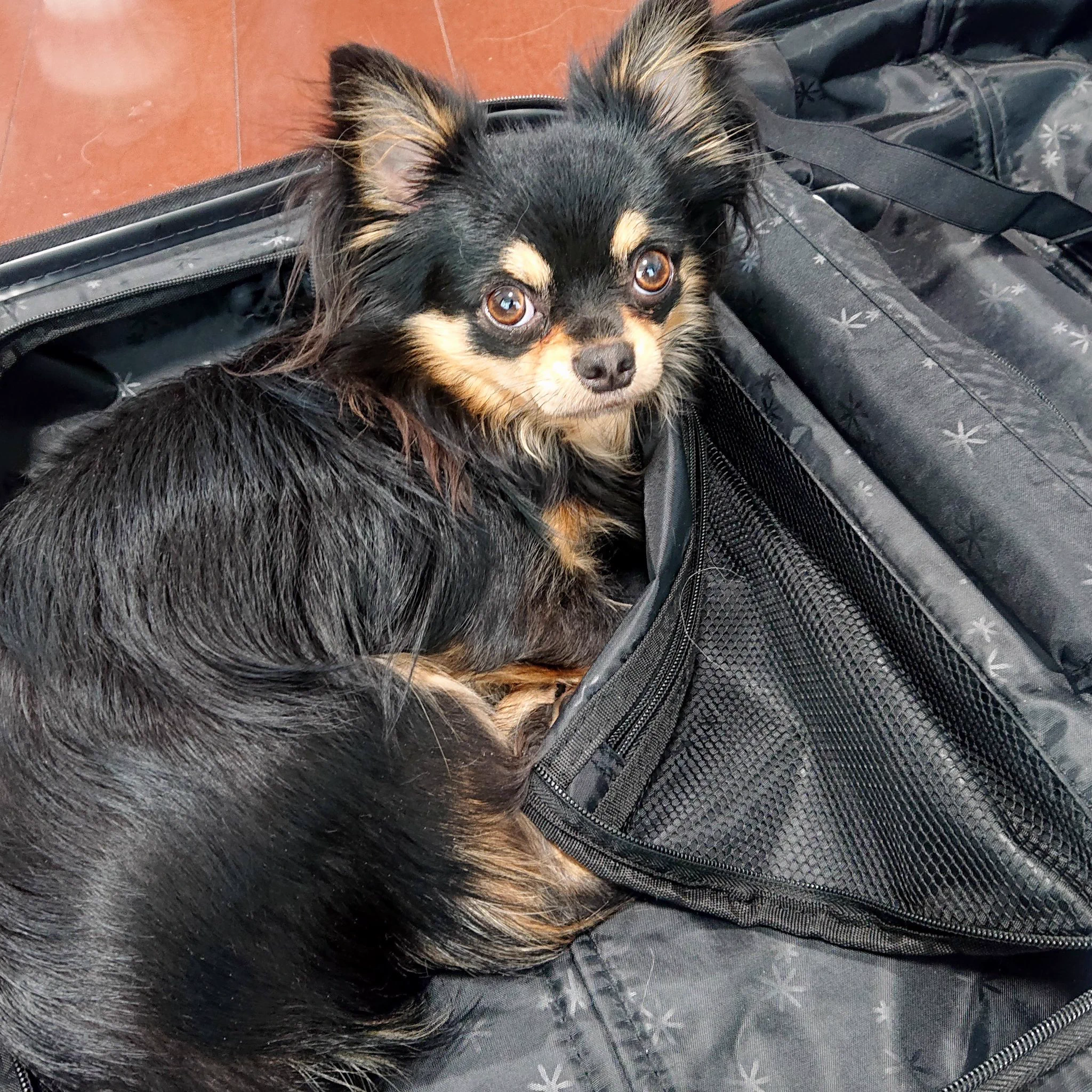 @cat_anko3 猫ちゃんもそれするんですね💕
うちのワンコも娘に荷造りされようとしますw 