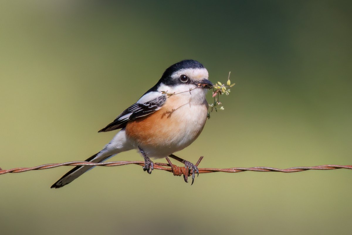 Masked shrike #Birds #Lesvos