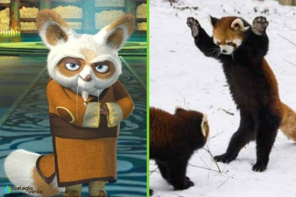 ZooAlumni's tweet photo. @ZooOUcup El panda rojo : El tamaño es similar al de un gato doméstico . Las marcas de los ojos los ayuda a protegerse del sol y su cola la utiliza de almohada. El logotipo de Firebox y el maestro shifu son pandas rojos https://t.co/0DJsyTirAE