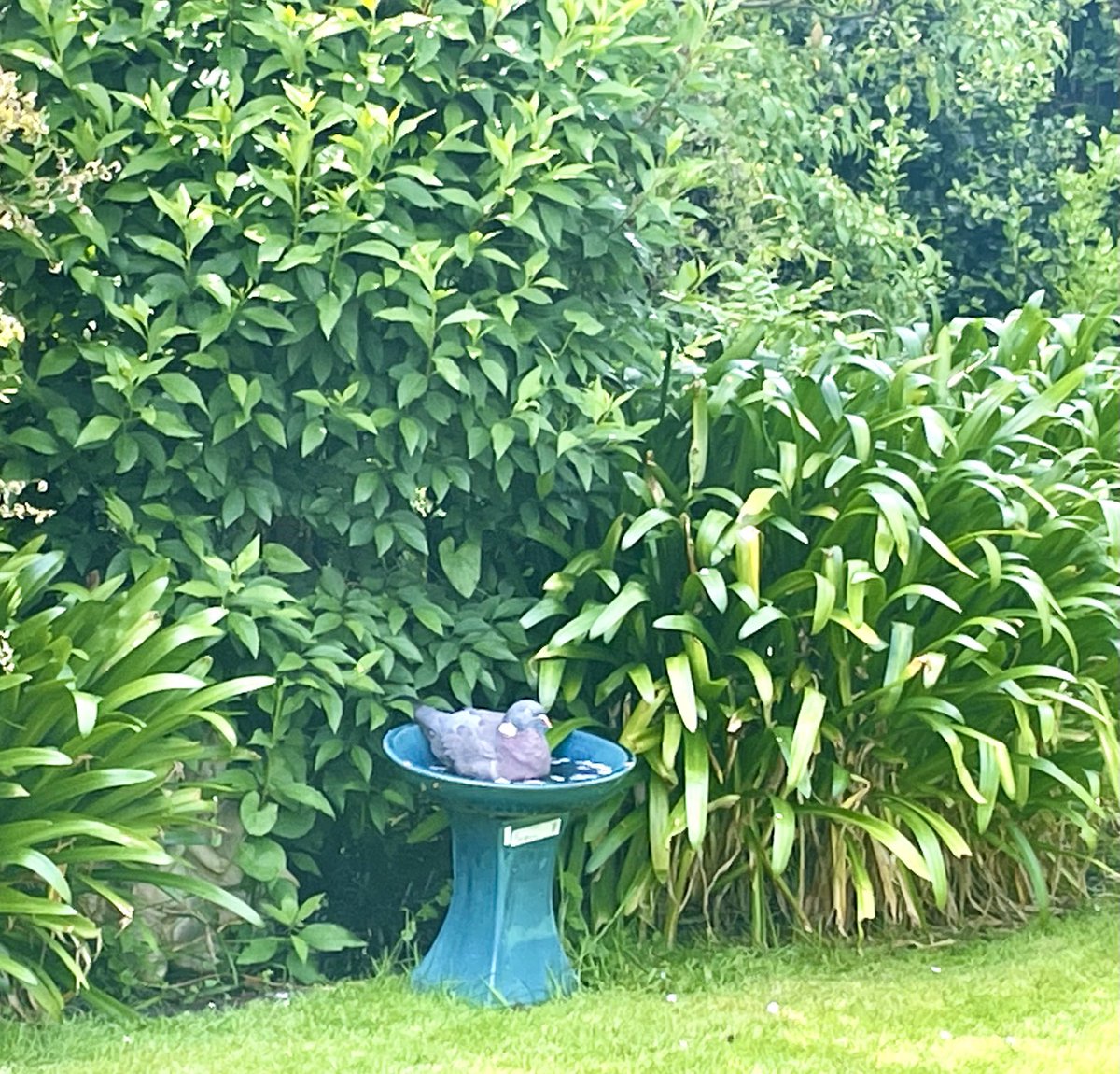 patriciascanl18's tweet photo. Mr Greedy Guts is taking a bath, having guzzled a feed of birdseed and crumbs I had out for the Robins. #LifeOfReilly https://t.co/MC786SSWjv