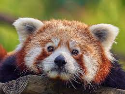 ZooAlumni's tweet photo. @ZooOUcup El panda rojo : El tamaño es similar al de un gato doméstico . Las marcas de los ojos los ayuda a protegerse del sol y su cola la utiliza de almohada. El logotipo de Firebox y el maestro shifu son pandas rojos https://t.co/0DJsyTirAE