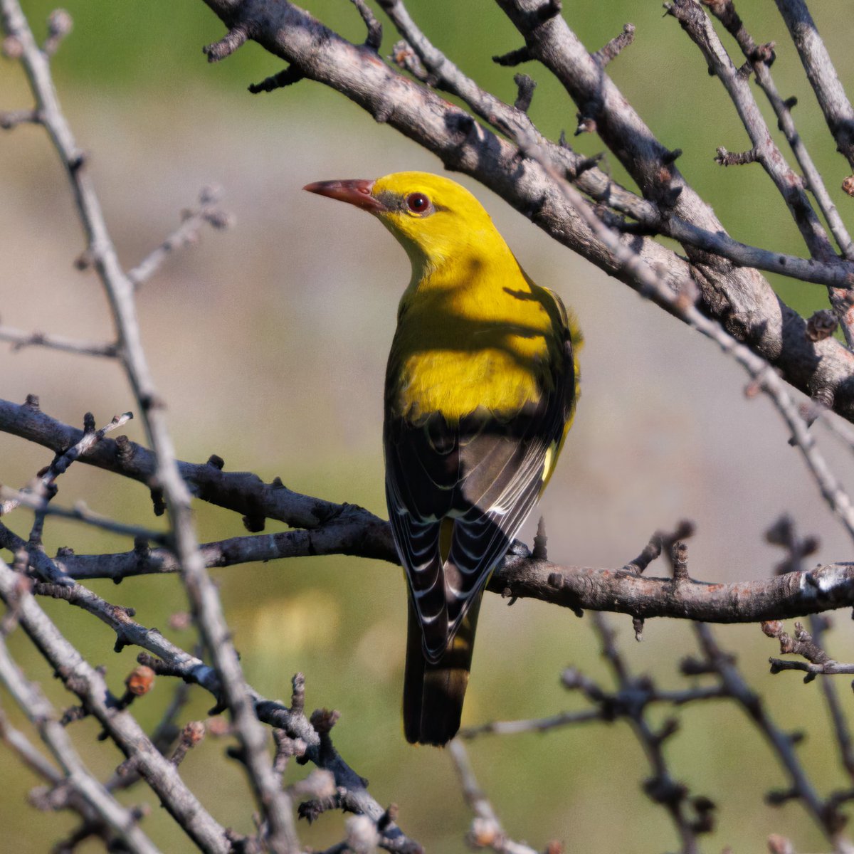 Golden Oriole #Birds #Lesvos