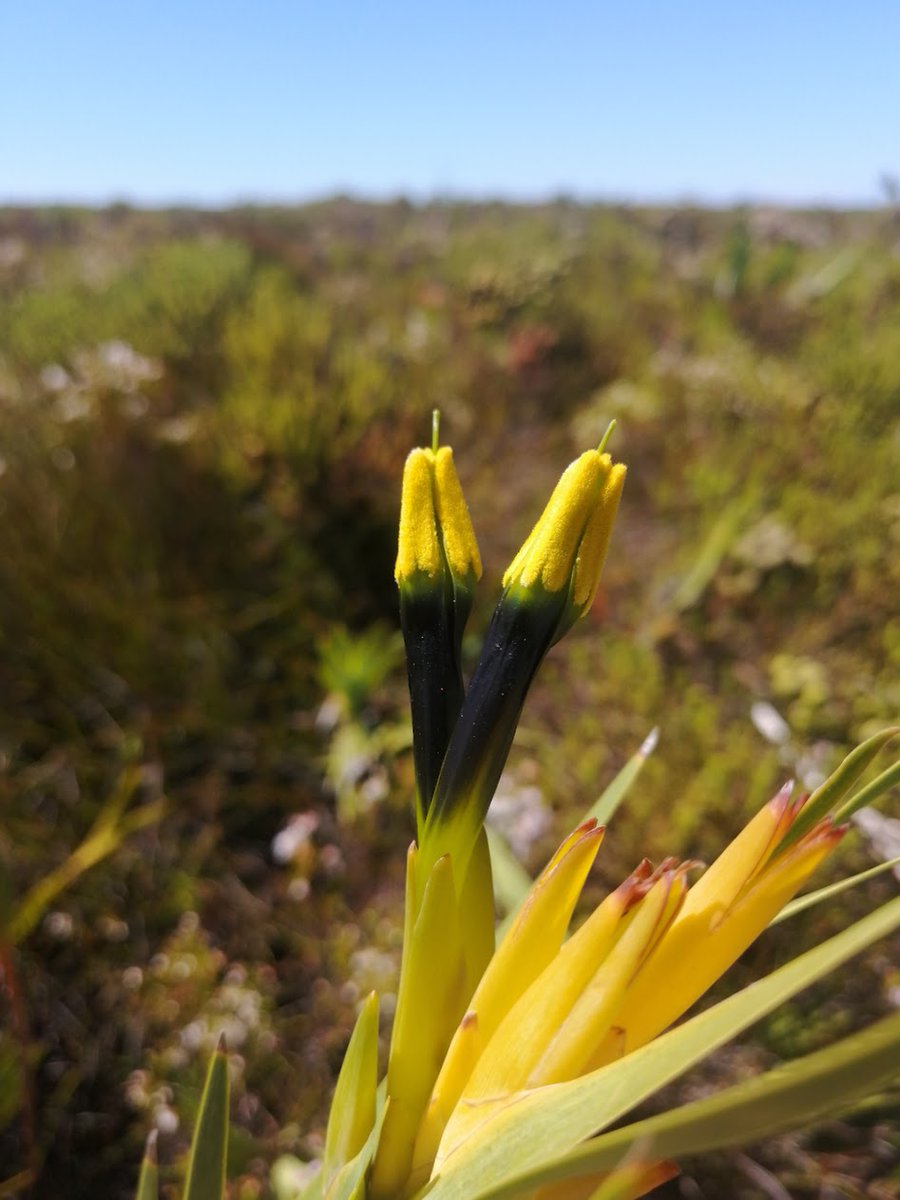 JasperSlingsby's tweet image. Having a great time at the @nasa_bioscape applications workshop! Thanks to @NASA @Saeonews  @SANSA7 @NRF_News for support!!!

Thanks to the many participats!!!

@SANParks @CapeNature1 @WCGovEADP @SANBI_ZA @CWBR_ZA @BirdLife_SA

bioscape.io