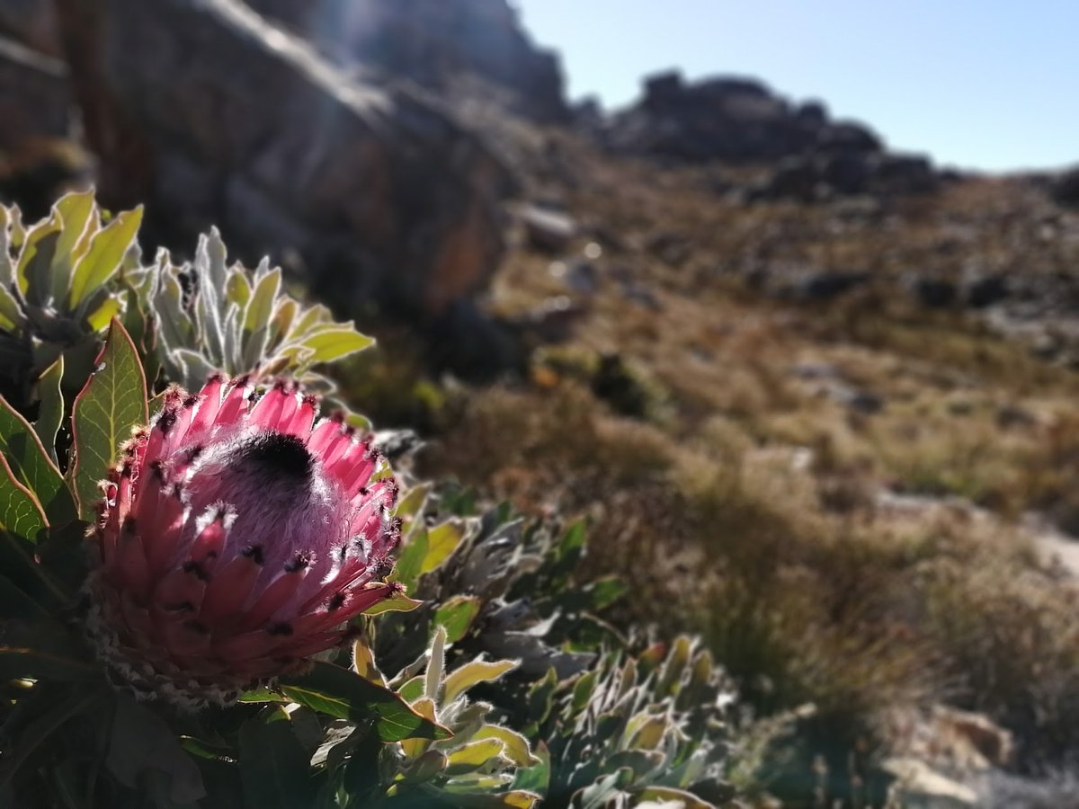 JasperSlingsby's tweet image. Having a great time at the @nasa_bioscape applications workshop! Thanks to @NASA @Saeonews  @SANSA7 @NRF_News for support!!!

Thanks to the many participats!!!

@SANParks @CapeNature1 @WCGovEADP @SANBI_ZA @CWBR_ZA @BirdLife_SA

bioscape.io