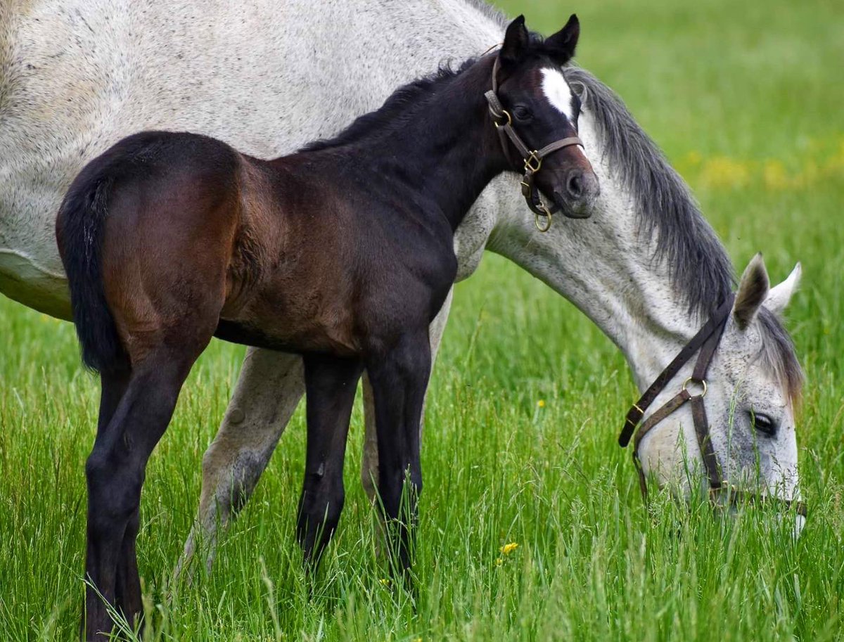 AirdrieStud's tweet photo. Memories Prevail (#CreativeCause) dam of G1 winner Zandon (#Upstart) with her beautiful new filly by Tapit ๐ฉท #toocutetuesday https://t.co/OU56NVMZGR