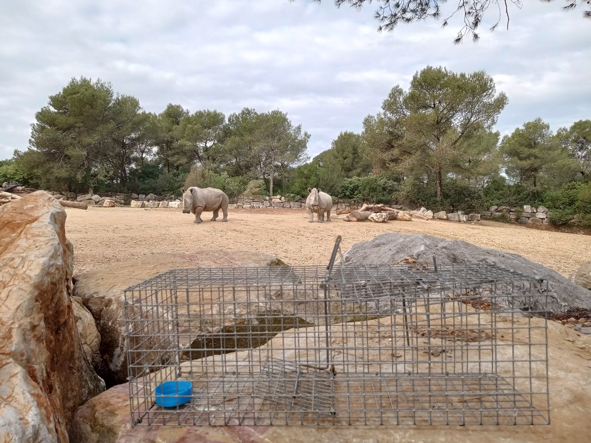 CharbonnelNath (@nathcharbonnel) on Twitter photo We are recruiting at @CBGPMontpellier, in the <a href="/EcolEvolZoonose/">EcoEvoZoonoses_CBGP</a> research group. It is a permanent position for a virologist (research engineer). He/She will work on detecting and characterizing rodent-borne viruses (immune and molecular approaches). en.ird.fr/node/8480 We are recruiting at @CBGPMontpellier, in the <a href="/EcolEvolZoonose/">EcoEvoZoonoses_CBGP</a> research group. It is a permanent position for a virologist (research engineer). He/She will work on detecting and characterizing rodent-borne viruses (immune and molecular approaches). en.ird.fr/node/8480