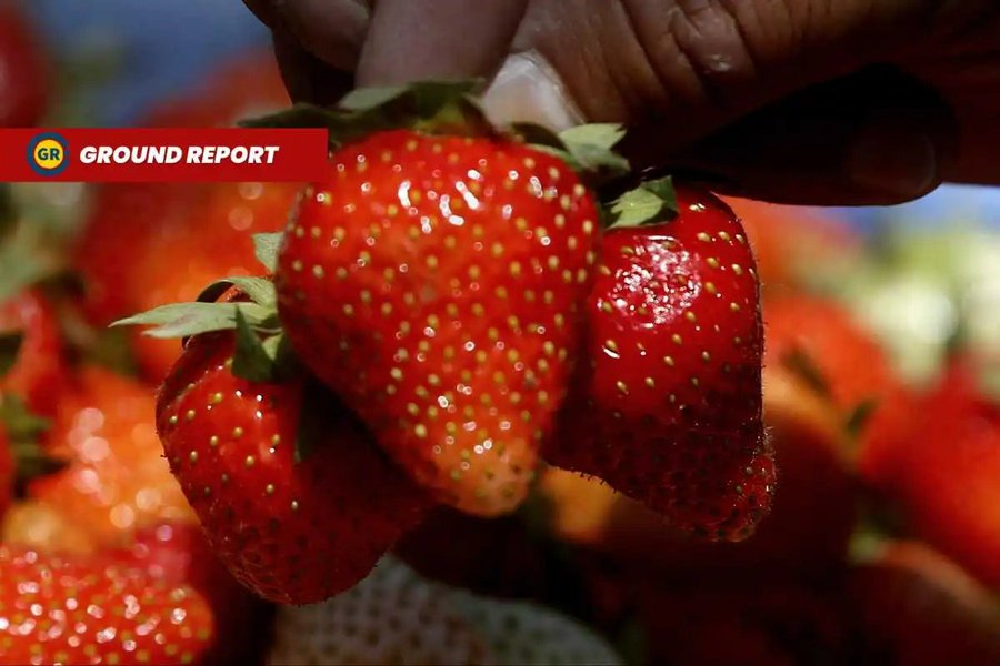 GReportIndia's tweet photo. #Twitterthreads | #GroundReport
This year's strawberry harvest in #Kashmir has seen a remarkable 30% increase in fruit production. Check out
@JahangirSofi4's report to learn about the favorable #climaticconditions challenges facing farmers and their aspirations. https://t.co/1IQLqz4WTY