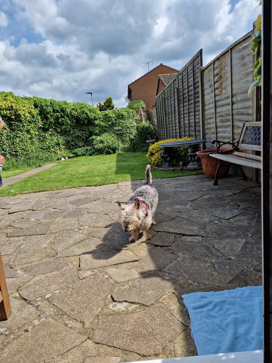 jennystape's tweet photo. I get Dad to chase me when it's time for putting my harness on *sniggers*
#Walkies #BoysTogether https://t.co/vtgynz2tUY