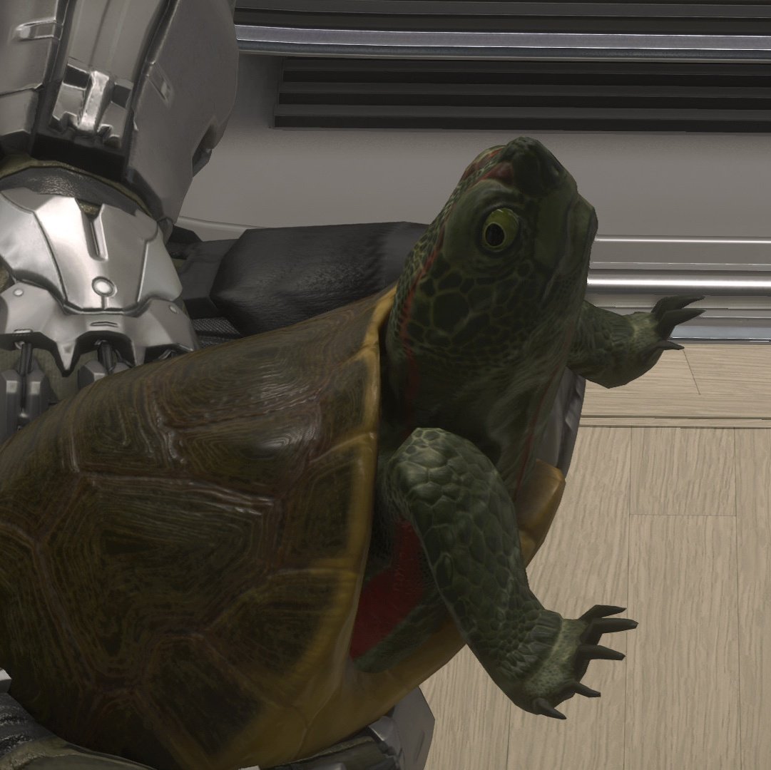 Viridyonline's tweet image. Happy Turtle Day ! 🐢 
@RobertsSpaceInd  #turtleday #starcitizen
