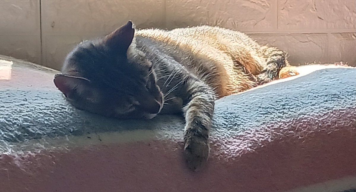 Montsinova2's tweet photo. Sembla que #MonniePenny 🐈 es troba a gust a casa, oi? 😻
I en #NinoMimosín 🐈⬛ i en #RayPataques 🐈 súper relaxats, veritat? 🤣
I en #CocoCatLover segueix igual de gamberret 😝
Els meus amors peluts 😍😍😍💞💞💞🥰🥰🥰💗💗💗 https://t.co/1pqt4LaNZA