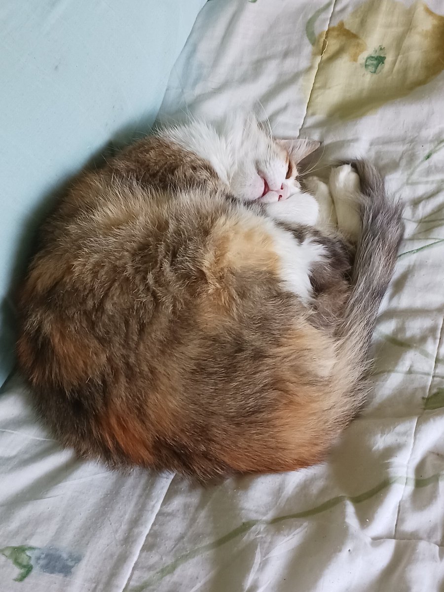Montsinova2's tweet photo. Sembla que #MonniePenny 🐈 es troba a gust a casa, oi? 😻
I en #NinoMimosín 🐈⬛ i en #RayPataques 🐈 súper relaxats, veritat? 🤣
I en #CocoCatLover segueix igual de gamberret 😝
Els meus amors peluts 😍😍😍💞💞💞🥰🥰🥰💗💗💗 https://t.co/1pqt4LaNZA