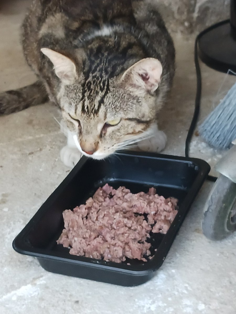 Montsinova2's tweet photo. Sembla que #MonniePenny 🐈 es troba a gust a casa, oi? 😻
I en #NinoMimosín 🐈⬛ i en #RayPataques 🐈 súper relaxats, veritat? 🤣
I en #CocoCatLover segueix igual de gamberret 😝
Els meus amors peluts 😍😍😍💞💞💞🥰🥰🥰💗💗💗 https://t.co/1pqt4LaNZA