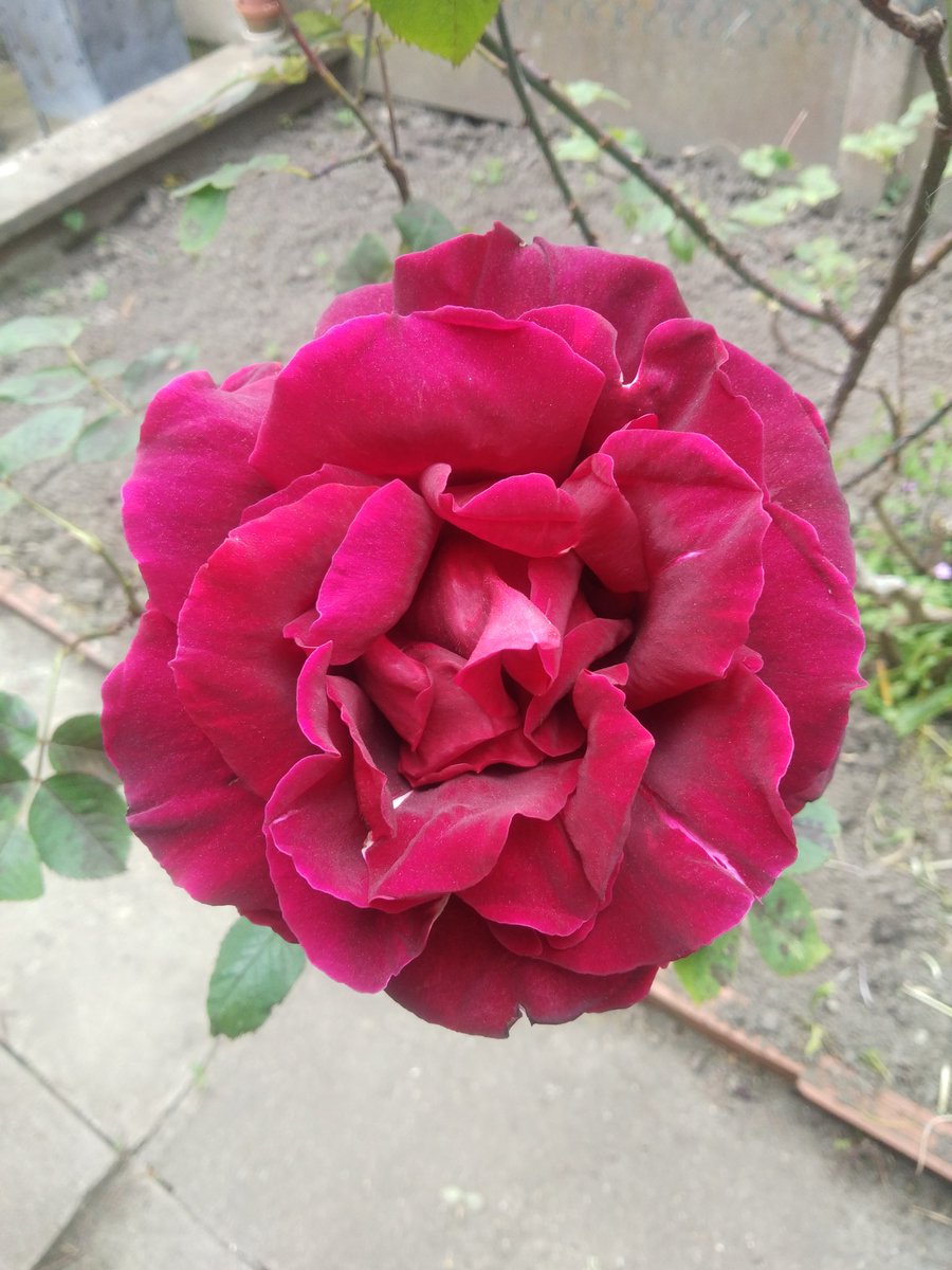 Pivoine de mon jardin en France