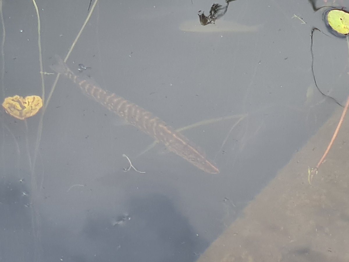 Rachel Davies (@racheldavies110) on Twitter photo Lovely to see a young pike sunning itself at <a href="/visitBrockholes/">Brockholes</a>
Good inspiratuon for my next #SundayFishSketch
#Fish Lovely to see a young pike sunning itself at <a href="/visitBrockholes/">Brockholes</a>
Good inspiratuon for my next #SundayFishSketch
#Fish