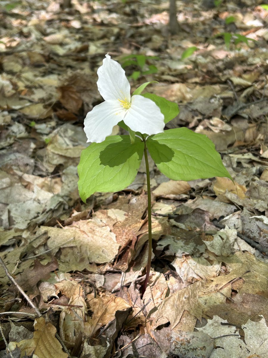 UMBS's tweet photo. Trillium, an icon of spring (and symmetry), is finally in bloom on the forest floor at @UMBS in northern Michigan, heralding a season of those breathtaking moments that stop us in our tracks. We also spotted starflower and marsh marigold in the gorge at Carp Creek. #wildflowers https://t.co/ifZPZWojeG