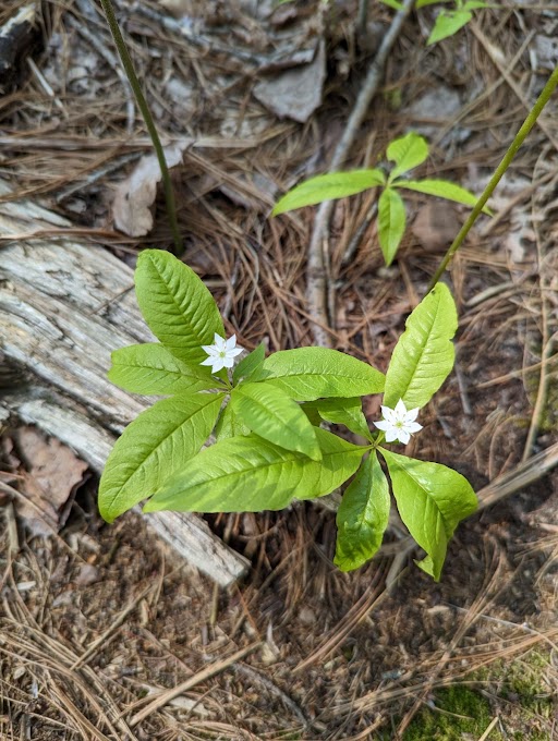 UMBS's tweet photo. Trillium, an icon of spring (and symmetry), is finally in bloom on the forest floor at @UMBS in northern Michigan, heralding a season of those breathtaking moments that stop us in our tracks. We also spotted starflower and marsh marigold in the gorge at Carp Creek. #wildflowers https://t.co/ifZPZWojeG