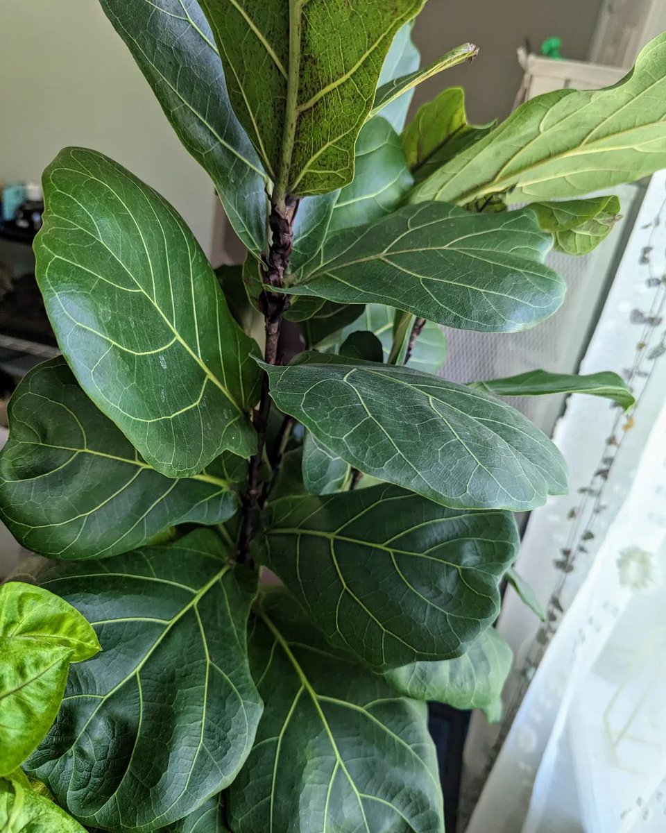 Fiddle Leaf Fig 🌿