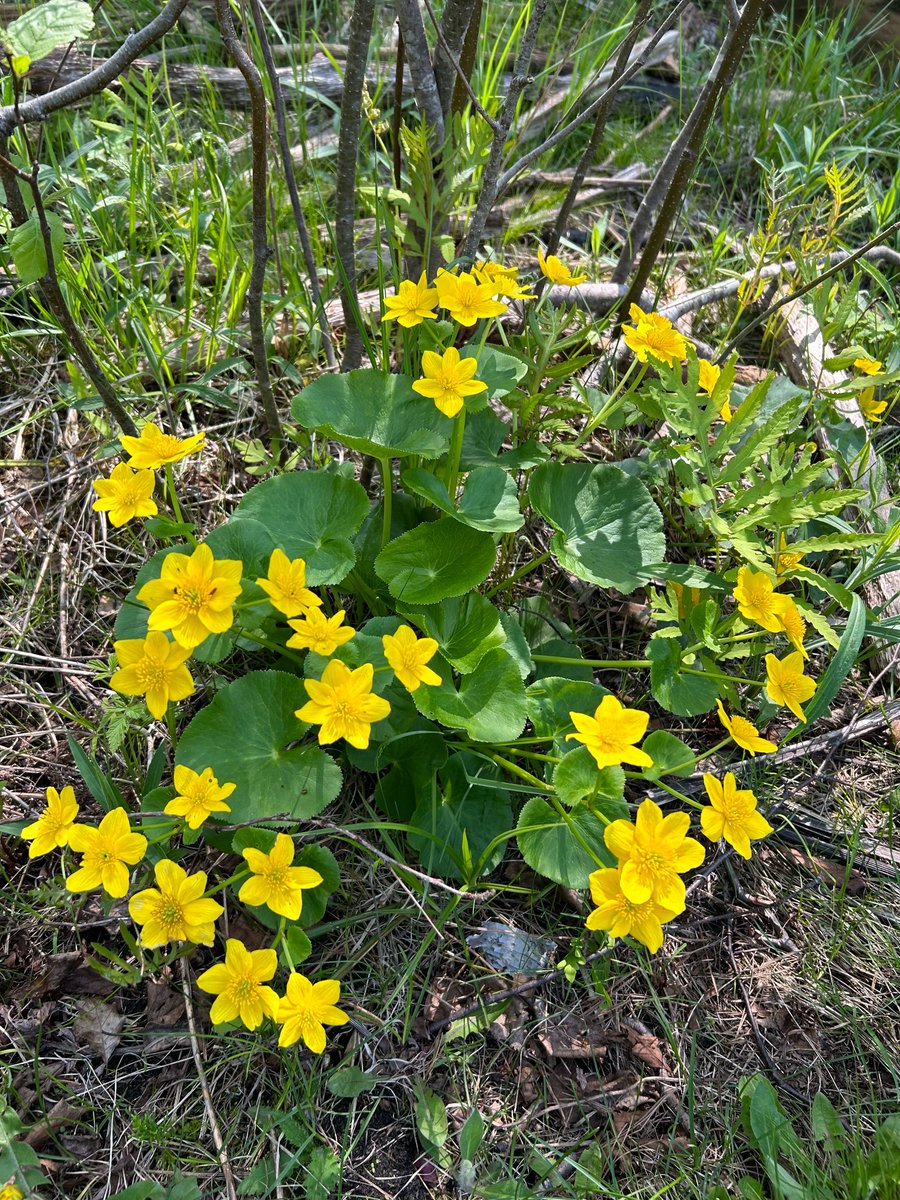 UMBS's tweet photo. Trillium, an icon of spring (and symmetry), is finally in bloom on the forest floor at @UMBS in northern Michigan, heralding a season of those breathtaking moments that stop us in our tracks. We also spotted starflower and marsh marigold in the gorge at Carp Creek. #wildflowers https://t.co/ifZPZWojeG