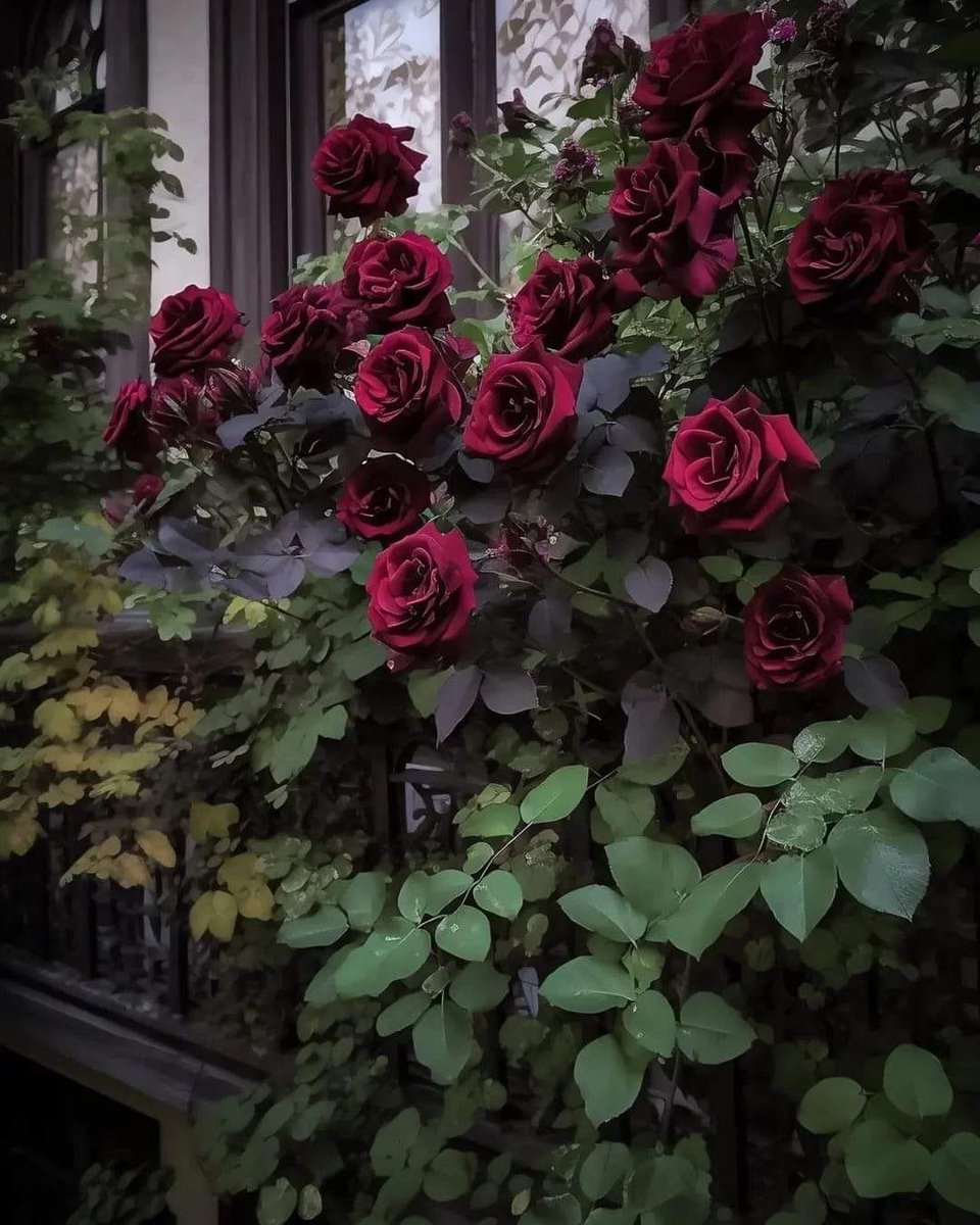 poeticalphotos's tweet photo. https://t.co/sRwWW3U80v