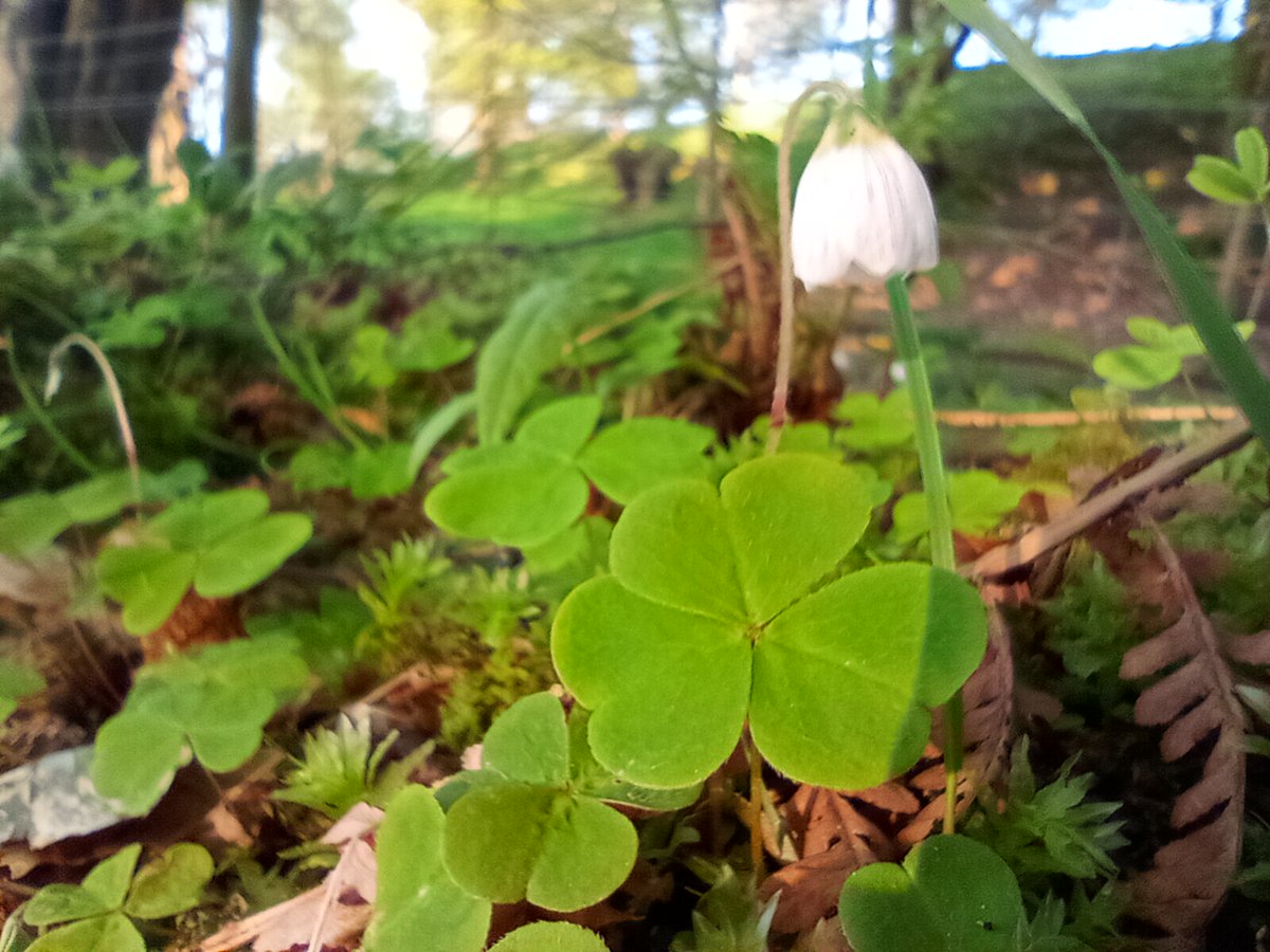 Some gorgeous sightings in Pendreich Stirlingshire reminding us that Spring is finally here! 🍃🌼