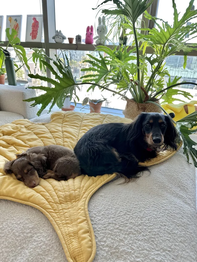 ShibeGallery's tweet photo. He finally sat down next to her of his own will! 🥹 https://t.co/BBVG8bUHSl