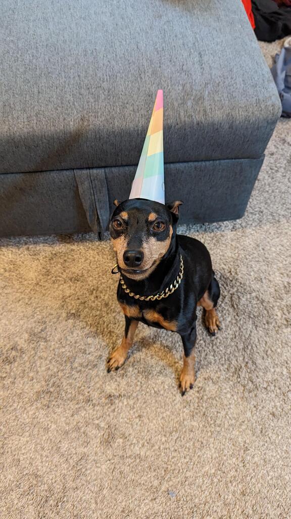 ShibeGallery's tweet photo. My best friend, Ramsey is turning six today! https://t.co/PT3jSIslOp