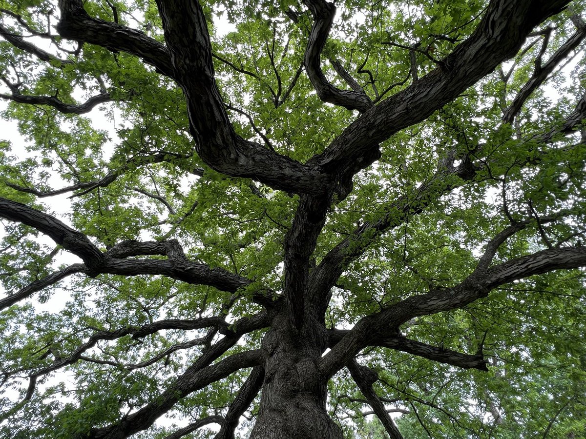 sliprockseeker's tweet photo. Give space and they will grow-Freedom to find what path is best. Shape uncertain end unknown-Mother Nature will do the rest.  #treewisdom #treeseekers #beatree #thicktrunktuesday https://t.co/Lh33guQXqh
